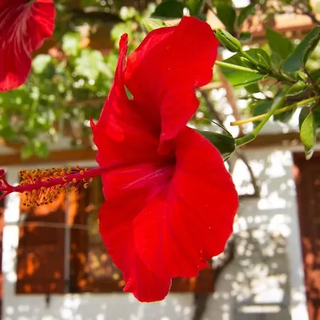 בית הארחה Village Twins איוס חורה