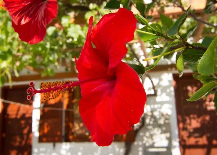 Konukevi Village Twins Chora (Ios)